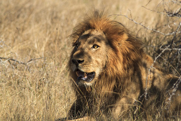 Male lion lying under a bush