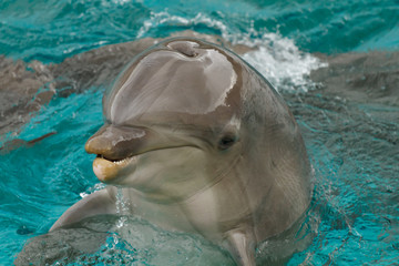 dauphin