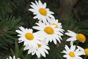 Ox-Eyed Daisy’s (Chrysanthemum leucanthemum) growing along a gravel roadway.   .