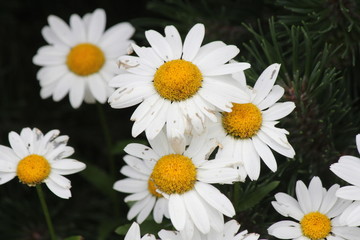 Obraz premium Ox-Eyed Daisy’s (Chrysanthemum leucanthemum) growing along a gravel roadway. .