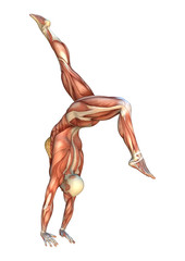 3D Rendering Muscle Maps