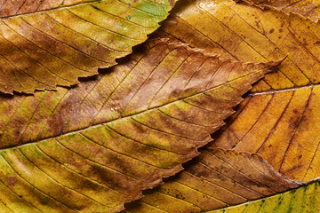 Macro shot of overlapping autumn color elm leaves wet from fall rain