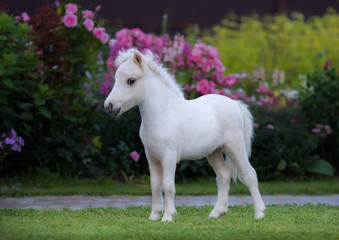 Obraz na płótnie Canvas American miniature horse. Palomino foal in garden.
