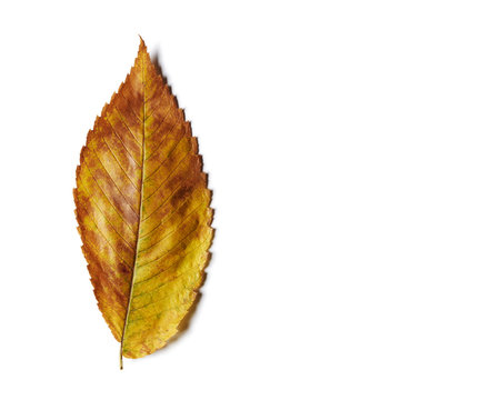 Yellow, orange, and brown autumn elm tree leaf close up isolated on white.