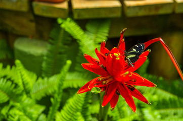 Mindo in Ecuador, a perfect spot to see some beautiful butterflies, posing over a beautiful red flower to lick the nectar