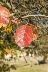 Autumn leaf in a forest on sunset