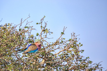 Lilac Breasted Roller