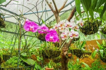 Beautiful orchidea inside of a greenhouse located in a garden in Mindo, Ecuador © Fotos 593