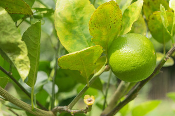 Lemons hanging on tree