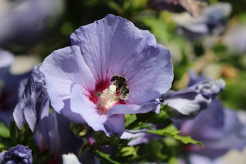 Hummel in Hibiskusblüte © Martin
