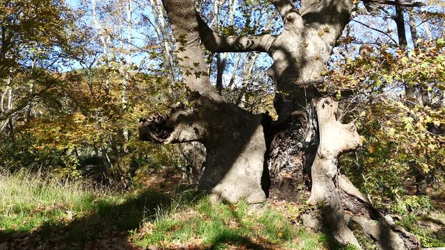 Big tree during autumn around Platamonas Greece
