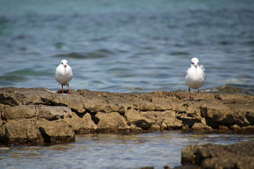 Möwe