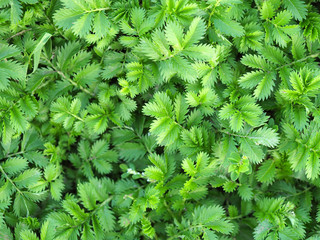 Argentina anserina is a synonym of Potentilla anserina. It is known by the common names silverweed or silverweed cinquefoil. Natural green background