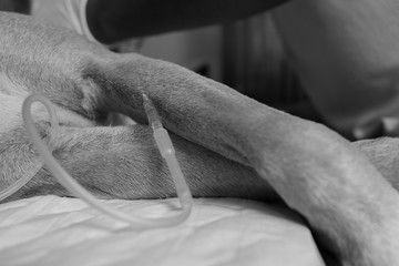 a dog patient in hospital with saline intravenous, saline therapy in puppy