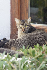 Angry striped cat looking at camera on a sunny day