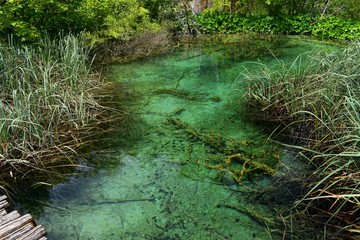 beautiful clear water in lake plants around 