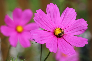 Obraz premium Cosmea mit Biene (Schmuckkörbchen)