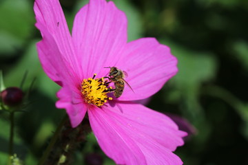 Cosmea mit Biene (Schmuckkörbchen)