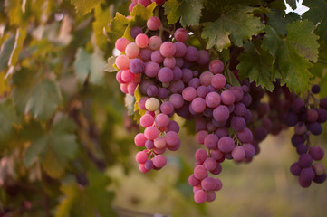 Fototapeta premium Grape harvest