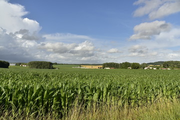 Fototapeta na wymiar Champs de maïs sous un ciel bleu avant l'arrivée d'un orage à Champagne ,au Périgord Vert