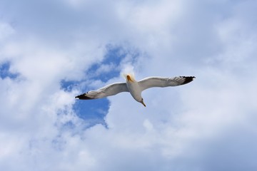 Fototapeta na wymiar close up of seagull flying over sky 