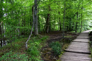wooden footpath in forest trees around 
