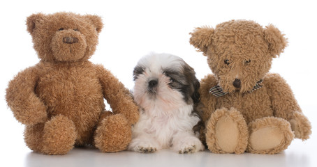 shih tzu puppy tucked between two teddy bears