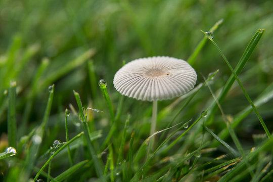 mushroom on home garden