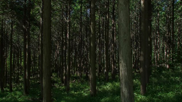 Japanese Cypress #002