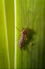 Fliege, Mücke, Insekt, Natur 