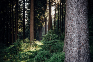 Lebensraum Wald