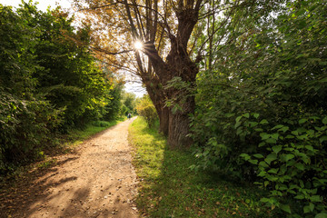 Spaziergang durch einen Park, Spätsommer mit Sonnenschein