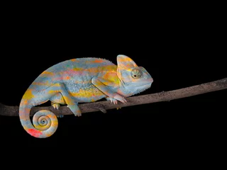 Wall murals Chameleon Chameleon on a branch with a spiral tail. Gray-yellow scales