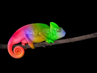 Abwaschbare Fototapete Chamäleon Chamäleon auf einem Ast mit einem spiralförmigen Schwanz. Helle bunte Regenbogenfarbenskalen