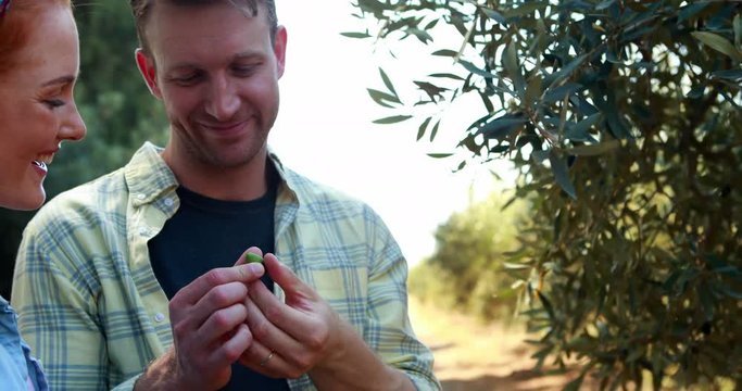 Couple examining olives on plant