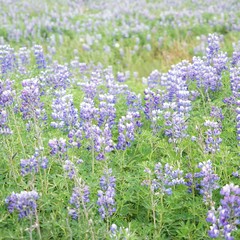 Obraz premium Island: Landschaft mit Lupinen auf der Reykjanes Halbinsel