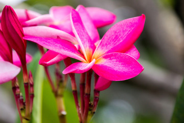 Fototapeta premium Pink Champa flower