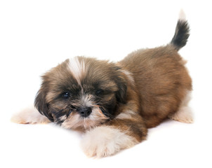 puppy shih tzu