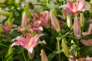 Fototapeta na wymiar pink Lily flower in the garden