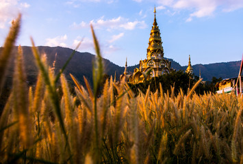 Grass flowers and golden pagoda in sunset
