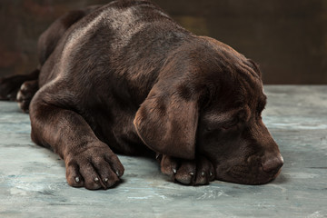 The portrait of a black Labrador dog taken against a dark backdrop.
