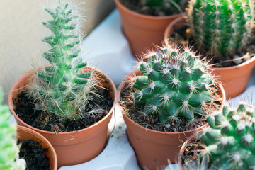 Selective focus of cactus.