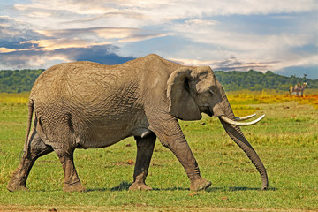 Fototapeta na wymiar Elephant walking across the african plains in the masa mara with a dramatic sky