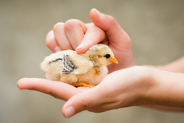 little chick in female hand