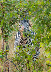 A lone zebra tries to hide behind a bush, but is unsucccessful.  Hwange national park, zimbabwe, southern africa © paula