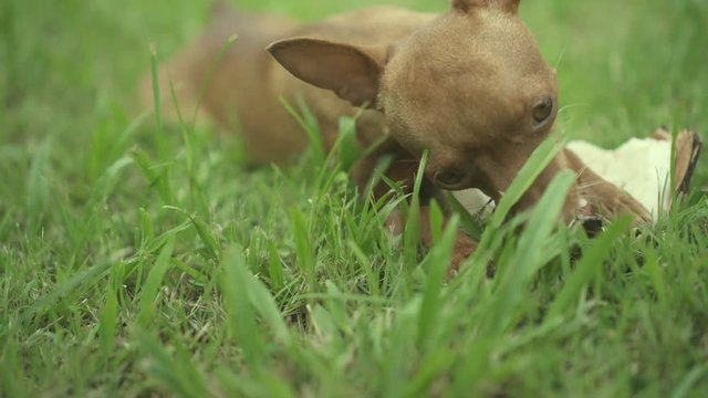 Cute ginger little dog eating coconut on the grass