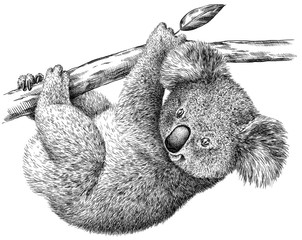 black and white engrave isolated Koala illustration © Turaev