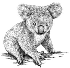 black and white engrave isolated Koala illustration © Turaev
