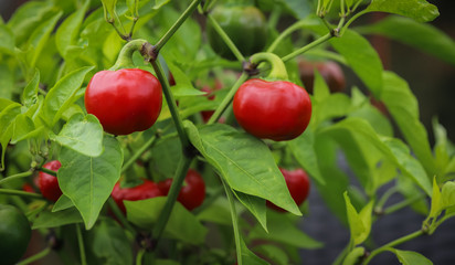 Cherry Bomb Chili Strauch - Rote reife Chili
