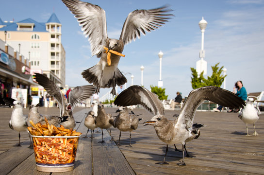 Seagulls fighting over French Fries on Boardwalk